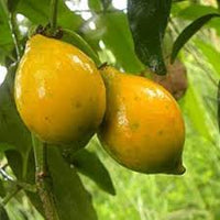 Lucuma nervosa fruit seeds