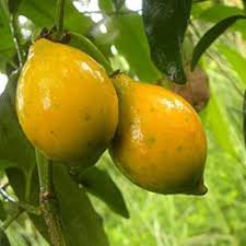Lucuma nervosa fruit seeds