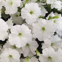 White Petunia Flower Seeds for Planting - Heirloom, NON-GMO Garden Seeds - Easy to Grow Blooms seeds for planting in home garden