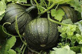 Jack-o’-lantern pumpkin Cucurbita pepo seeds for planting in home garden
