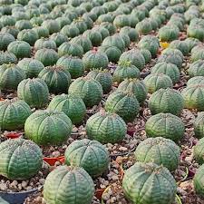Green Euphorbia Obesa Plant Seeds for Planting - NON GMO Seeds for planting in home garden