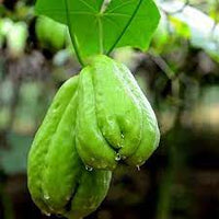 Heirloom Chayote Sechium edule for planting in home garden