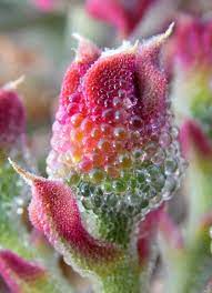 Iceplant Mesembryanthemum crystallinum seeds for planting in garden beds