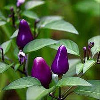 Little Blue dwarf chili Capsicum annuum seeds for planting in home garden