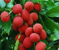 Kaimana lychee fruit seeds