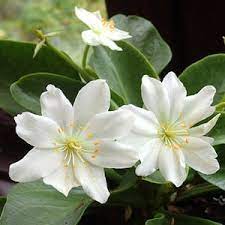 White Nevada Lewisia Flower Seeds for Planting - 100 pcs seeds for planting in home garden