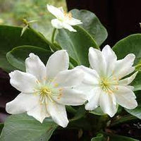 White Nevada Lewisia Flower Seeds for Planting - 100 pcs seeds for planting in home garden