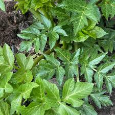 Angelica Keiskei Plant Seeds for Garden Planting - Heirloom & Non-GMO Seeds for planting Scientific Name Placeholder for planting in home garden