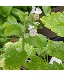 Camphor Catnip (Nepeta camphorata) Seeds-Heirloom & Non-GMO Seeds for planting Scientific Name Placeholder for planting in home garden