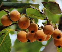 Date plum persimmon seeds