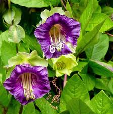 Cathedral Bells Cobaea Scandens Climber Purple Hummingbird Flower Seeds for Planting - 100 pcs for planting in your garden.