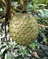 Mountain soursop Annona montana fruit seeds