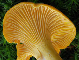 Brown Chanterelle Mushroom Cantharellus cibarius for planting in urban garden