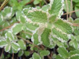 Variegated Pineapple Peppermint Plant Seeds- Organic Fresh Peppermint Seeds Scientific Name Placeholder for planting in home garden