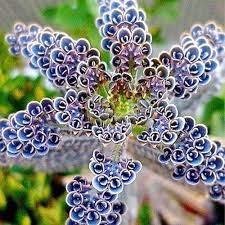Blue Kalanchoe Plant Seeds for Planting, NON GMO Seeds seeds for planting in home garden