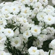 White Ptarmica Flower Seeds for Planting - 100 pcs seeds for planting in home garden