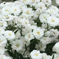 White Ptarmica Flower Seeds for Planting - 100 pcs seeds for planting in home garden