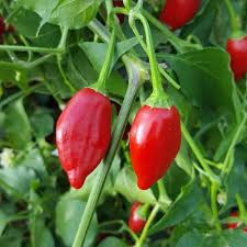 Red Inca root vegetable seeds for garden planting
