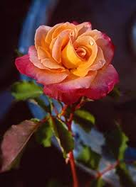 Pink Yellow Rose Plant Seeds for Planting Non-GMO Heirloom Garden Seeds Perfect for Home and Outdoor Growing