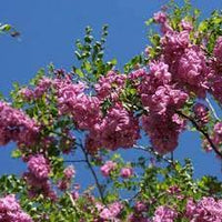 Pink Fraseri Serrulata Plant Seeds for Planting NON GMO Seeds