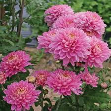 Heirloom Rare Pink Chrysanthemum Flower Seeds – Non‑GMO Ornamental Seeds