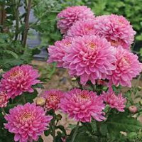 Heirloom Rare Pink Chrysanthemum Flower Seeds – Non‑GMO Ornamental Seeds