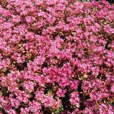 Pink Spurium Coccineum Plant Seeds - Decorative Plant Seeds - Heirloom & Non-GMO Seeds for planting
