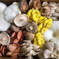 Mixed Mushroom Seeds for Planting - 100 Pcs pcs