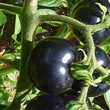 Indigo Rose Tomato Vegetable Seeds for Planting – 100 Pcs pcs