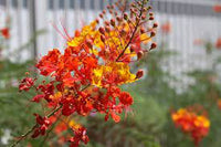 Red Caesalpinia or Peacock Flower Seeds for Planting - 100 pcs