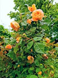 Orange Climbing Rose Plant Seeds for Planting Non-GMO Heirloom Garden Seeds for Growing