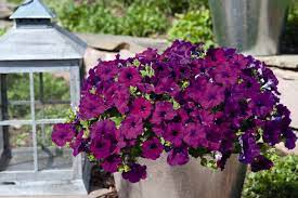 Purple Trailing Petunia Flower Seeds for Planting ƒ?? Cascading, Fast-Growing, Hanging Basket Blooms