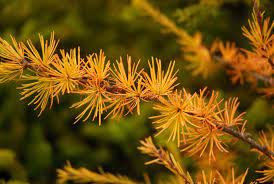 Orange Larch Plant Seeds for Planting - NON GMO Seeds