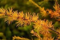 Orange Larch Plant Seeds for Planting - NON GMO Seeds
