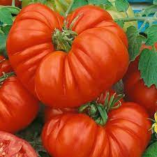Beefsteak Tomatoes Seeds for Planting - 100 Pcs pcs