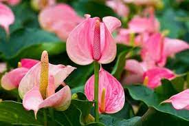 Heirloom Non-GMO Anthurium Andraeanum Flower Seeds for Planting â€“ Baby Pink Exotic Blooms