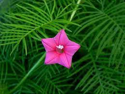 Pink Vinca Art Cypress Seeds or Creeper Flower Seeds for Planting - NON GMO Seeds