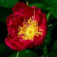 Red Rugrose Rose Plant Seeds for Garden Heirloom Non-GMO Seeds for Planting and Growing