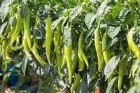 Hot Pepper Seeds for Planting, 100 Pcs pcs