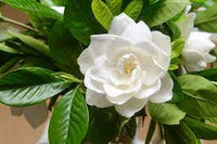 CAPE JASMINE Jasminiodes Fragrant White Shrub Flower Seeds for Planting