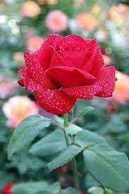 Fragrant Red Rose Plant Seeds for Garden Heirloom Non-GMO Seeds for Planting and Growing