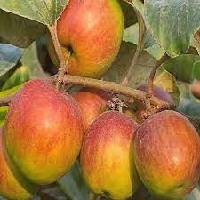 Ball Sundari Ber Apple Fruit seeds for Planting - heirloom and Non-GMO garden seeds