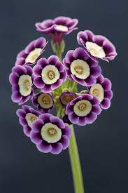 Organic Light Purple Auriculata Flower Seeds for Planting – Heirloom, Non-GMO