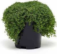 Corsican Mini Mint Seeds ? Compact & Flavorful-Heirloom & Non-GMO Seeds for planting ? Fresh Herb for Your Garden