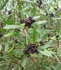 Myrica californica Bayberry Fruit Seeds for Planting - Heirllom and Non-GMO Seeds for Home Garden