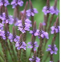Organic Heirloom Non-GMO Blue Verbena Hastata Seeds for Planting – Pollinator Blooms