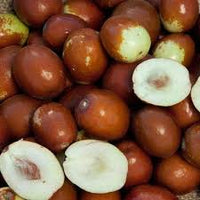 Sugar Cane Jujube Fruit Seeds for Planting – A Delicacy in Every Bite Grow in Your Backyard, GMO Free Seeds