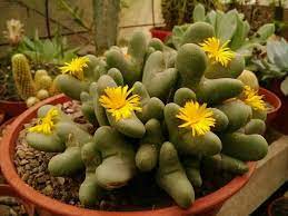 Conophytum Bilobum Cactus Seeds for Planting - NON GMO Seeds