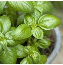 Light Green Basil Plant Seeds for Planting-Heirloom & Non-GMO Seeds for planting – Fresh Herb for Your Garden