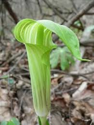 Green Arisaema Triphyllum Planting Seeds for Garden NON GMO Seeds